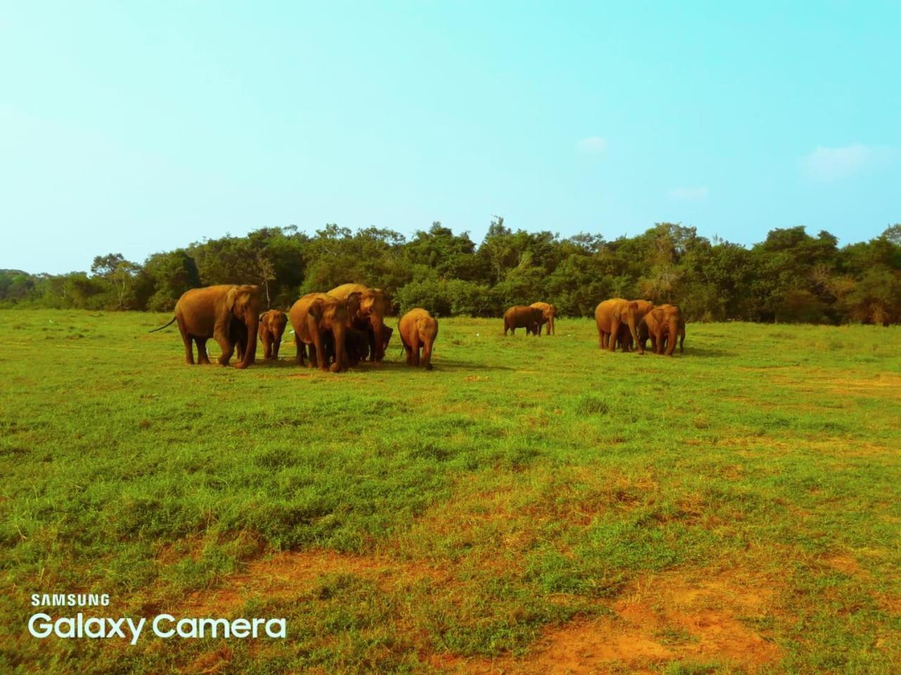 Minneriya Jeep Safari Habarana Exterior photo